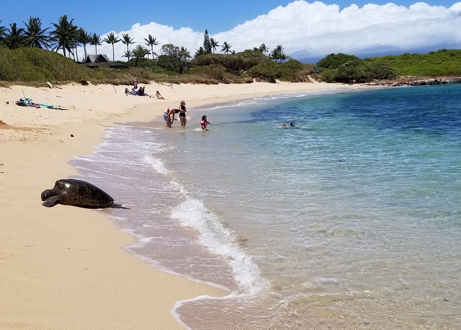 Sea turtles at Kualahao Beach.