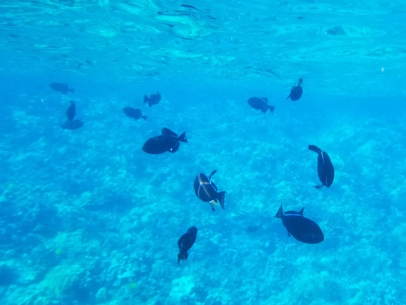 Snorkeling at Molokini crater.