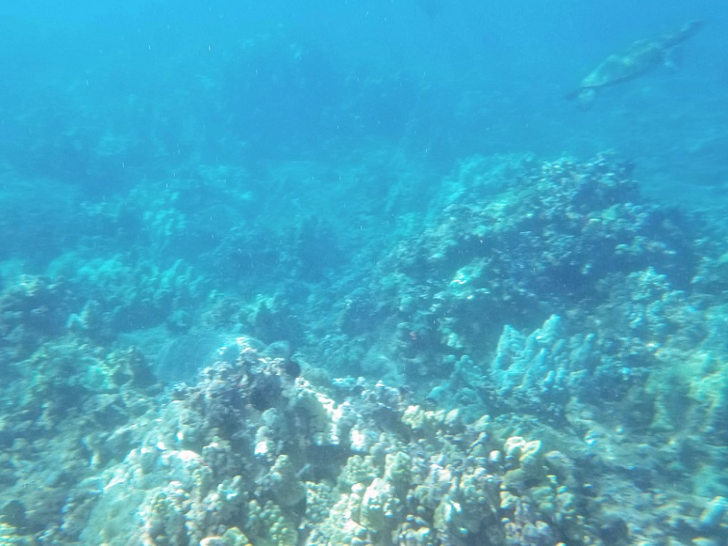 Sea turtles swimming near Maluaka beach. There are 1 turtle swimming up on the top-right corner and 1 turtle staying on the sea floor.