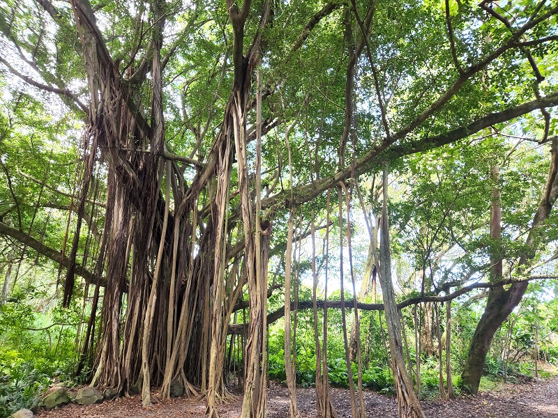 Banyan tree on the trail to see ‘Ohe‘o Gulch.