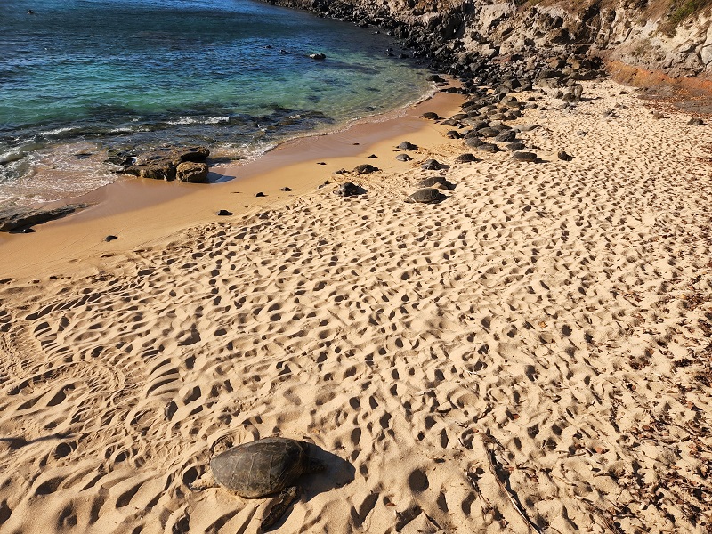 Sea turtles at Ho'okipa beach.