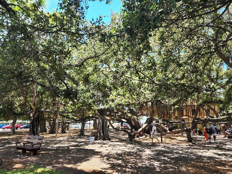 Lāhainā Banyan Court.